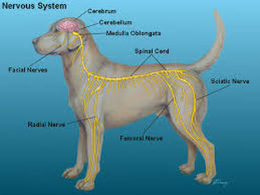 animal organ system